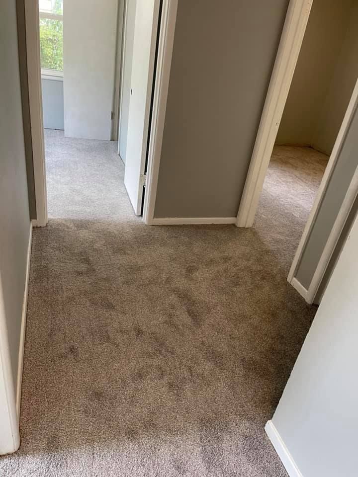 Hallway with gray walls, beige carpet, and doorways to other rooms.