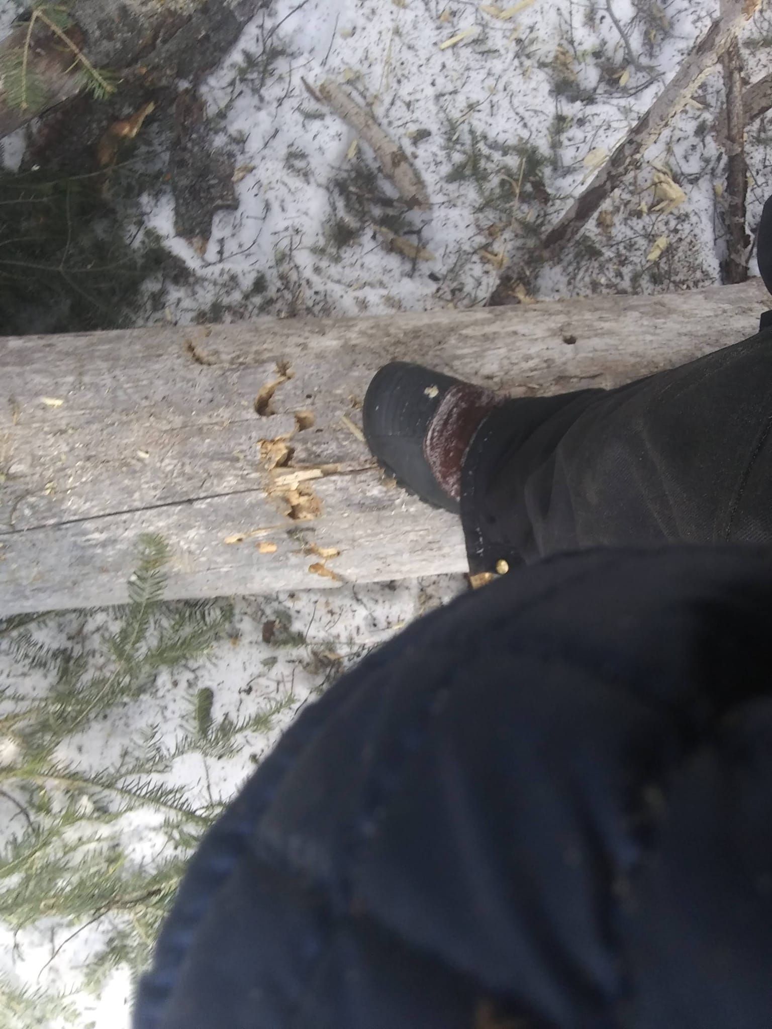 Person's boots on a snow-covered log, outside. Brown wood, snow and green branches.