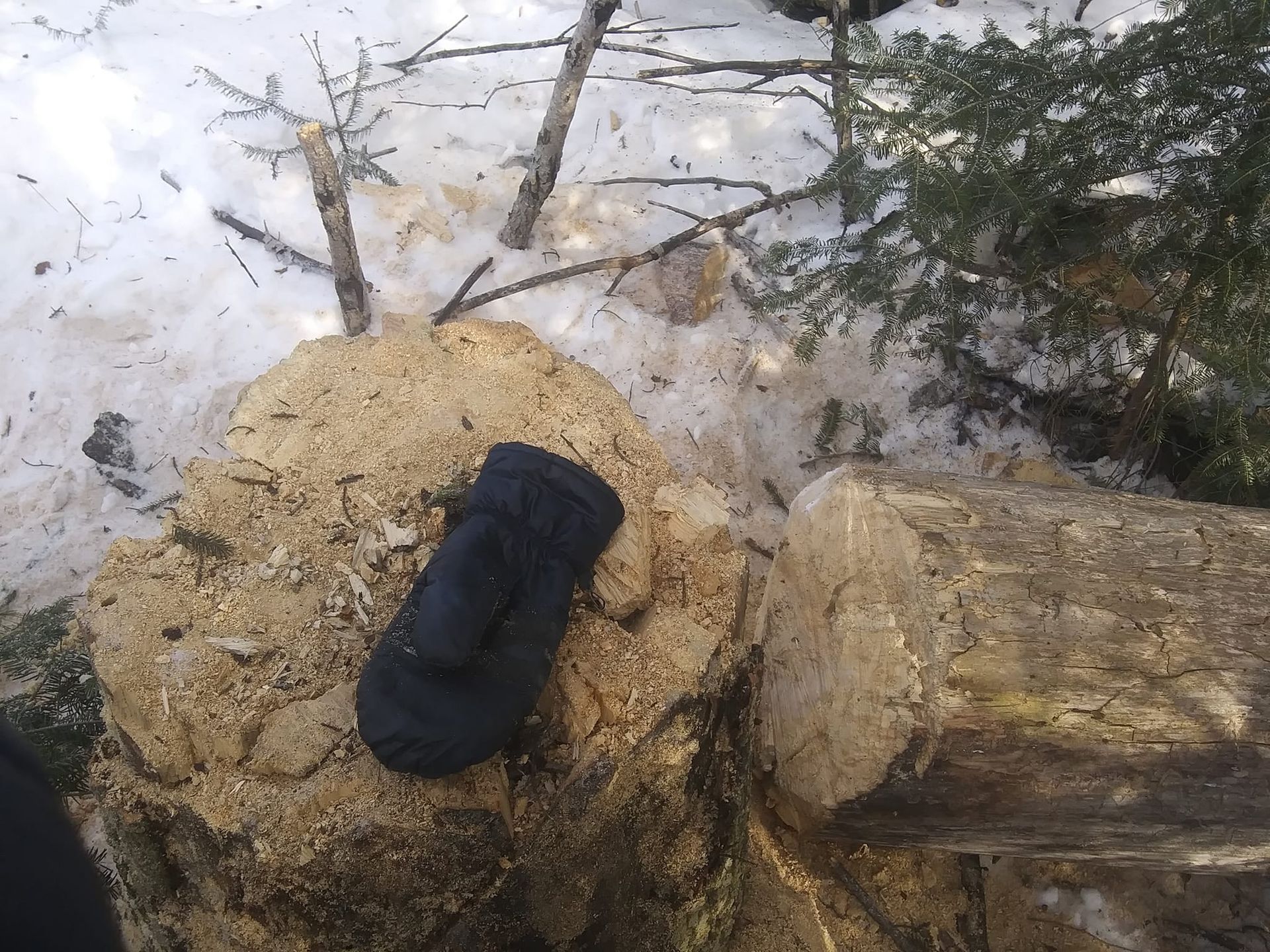 Black mitten on a tree stump covered in sawdust and snow, in a wintery outdoor setting.