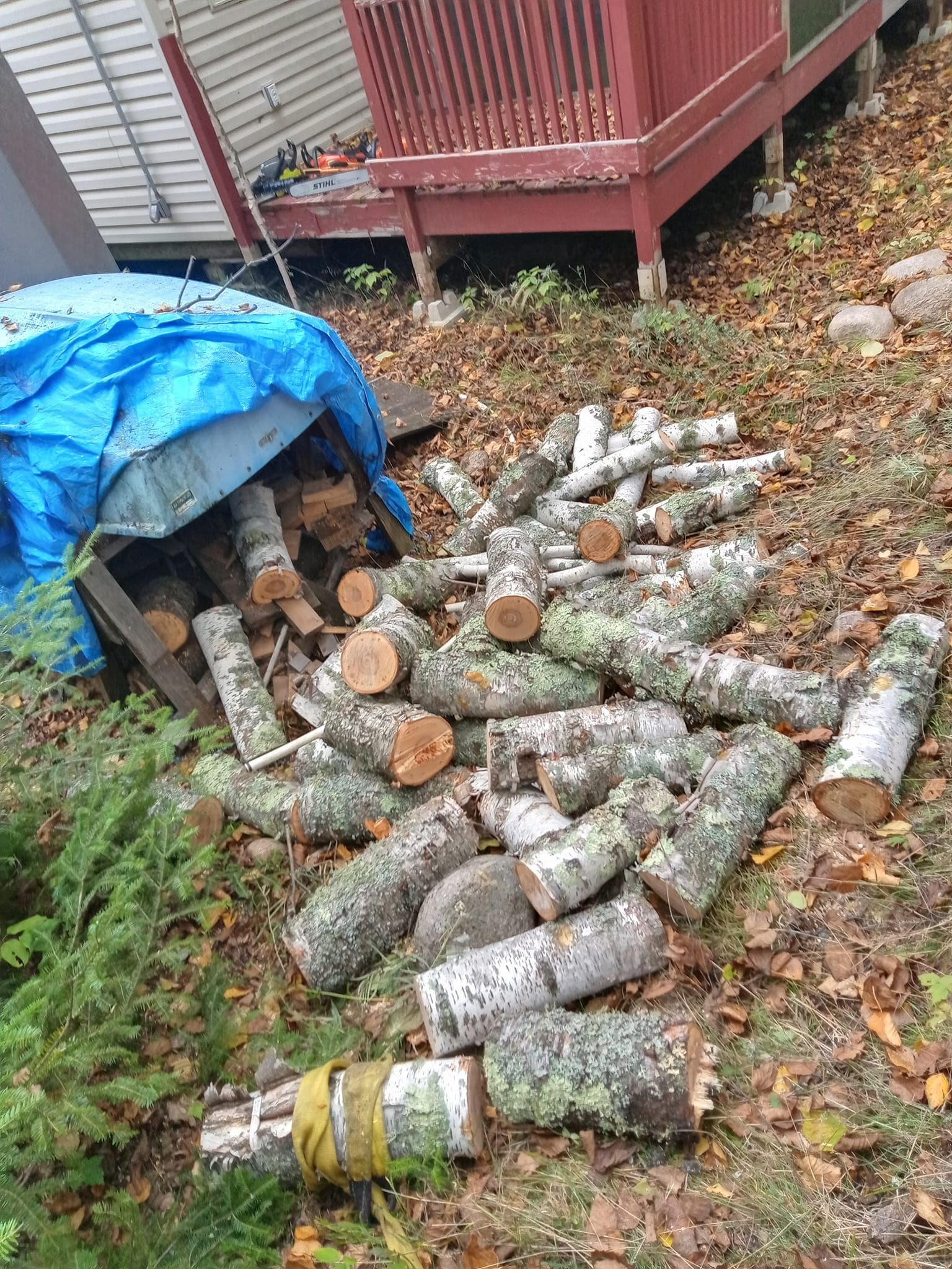 Pile of cut birch logs on the ground, near a wooden structure covered with a blue tarp, outdoors.