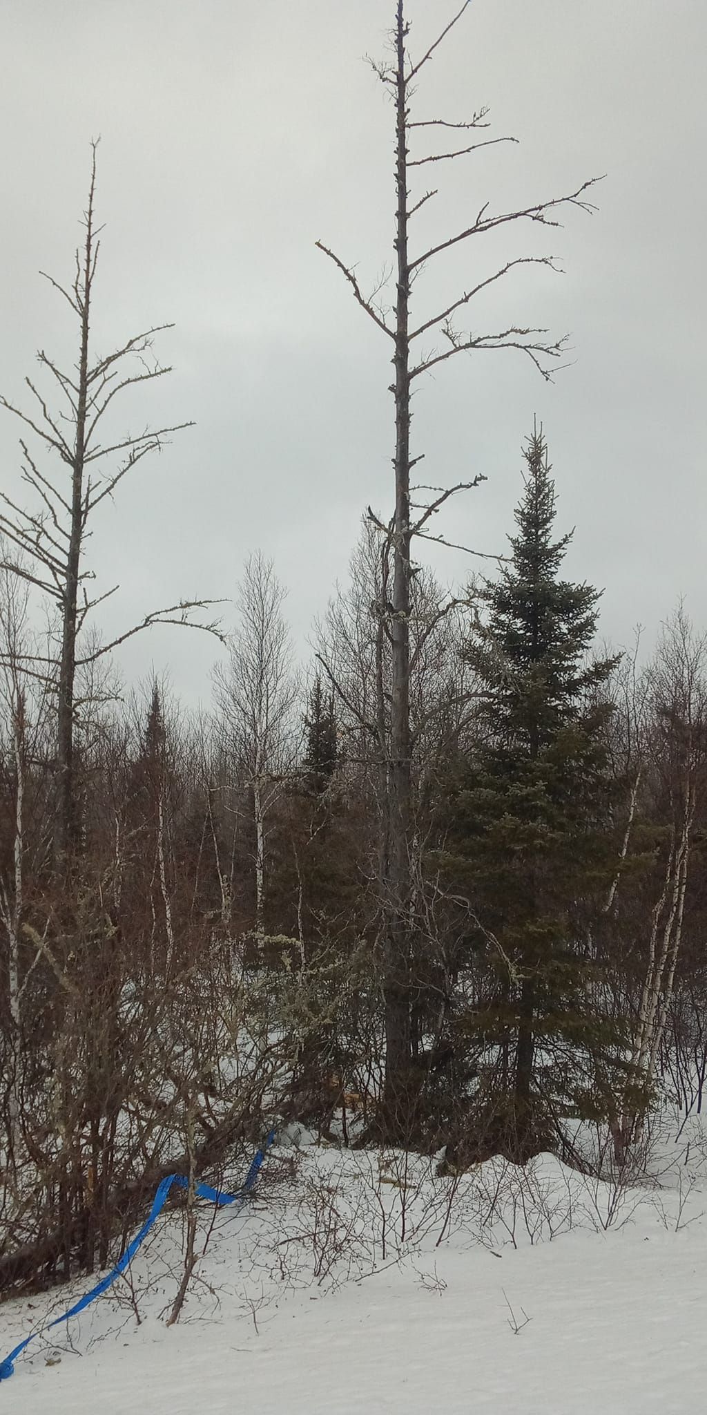 Snowy landscape with dead trees, evergreen trees, and a blue line. Overcast sky.