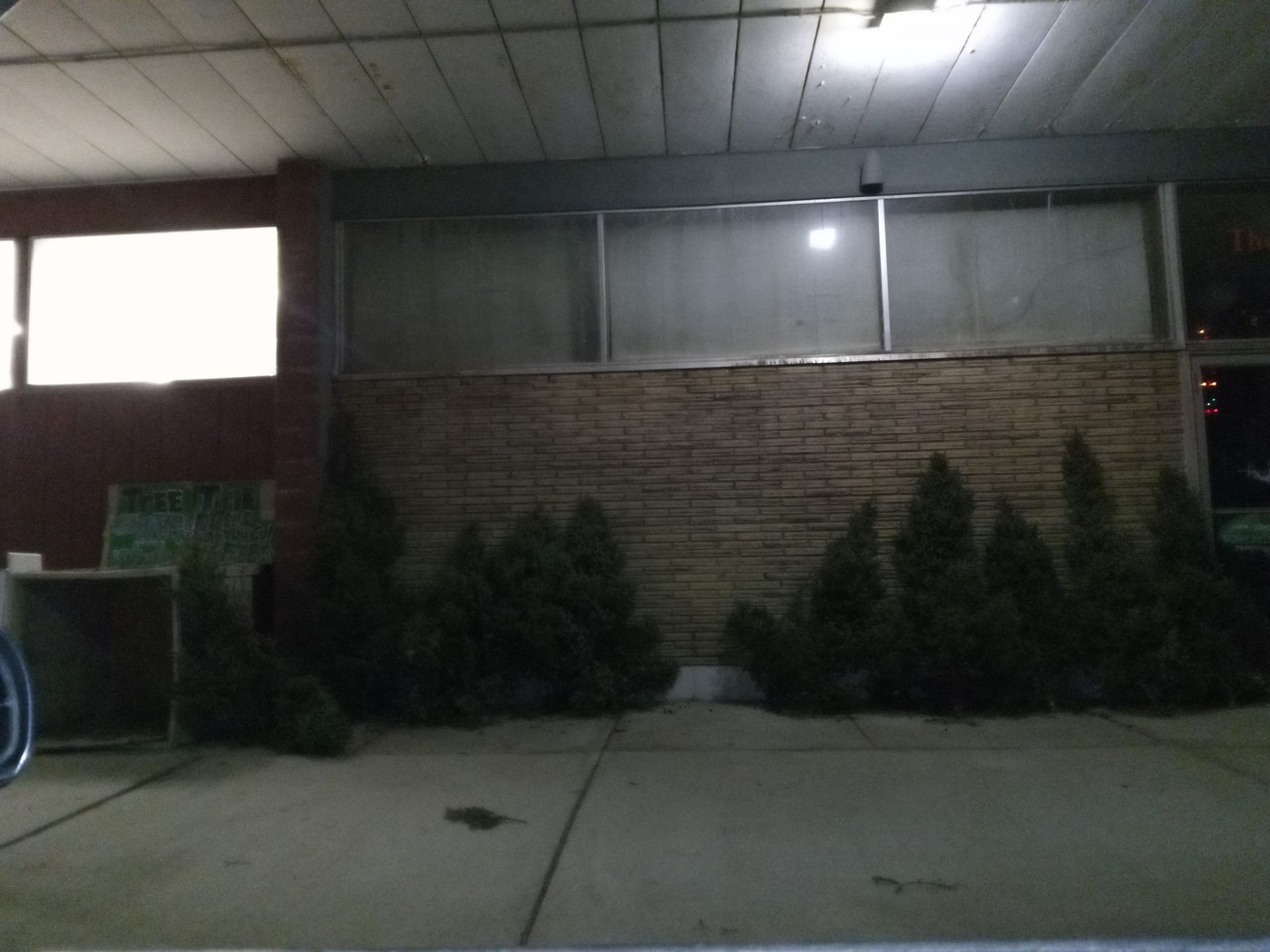 Row of green shrubs in front of a building with a textured brick wall, at night.