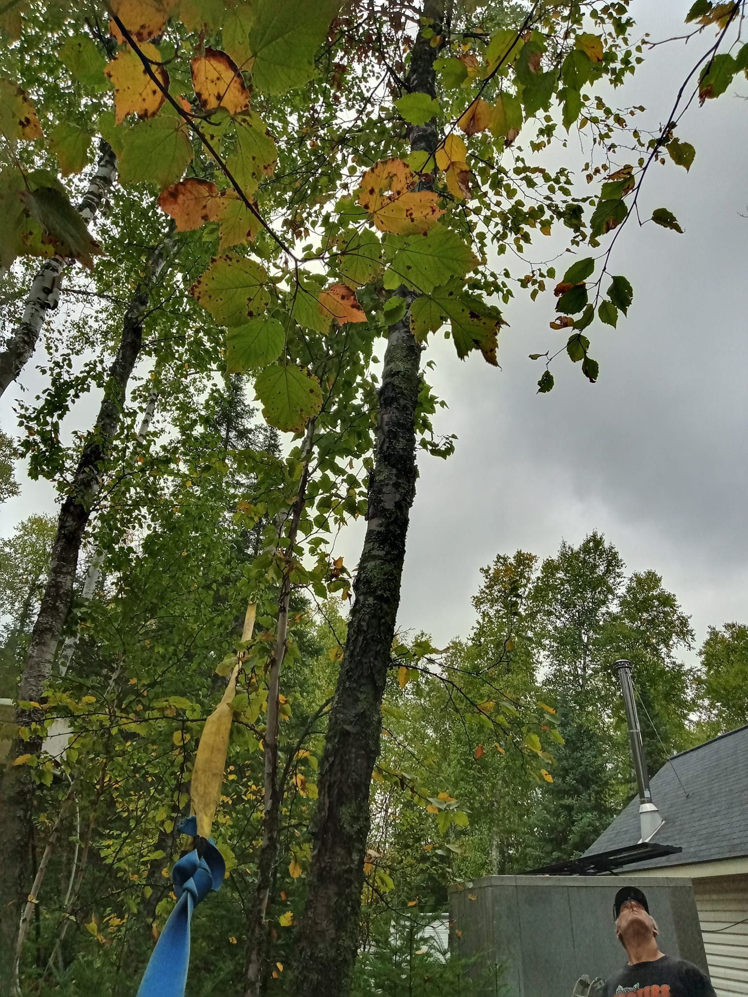 Tall tree with green and yellow leaves against a cloudy sky; a person with a hat looks up.