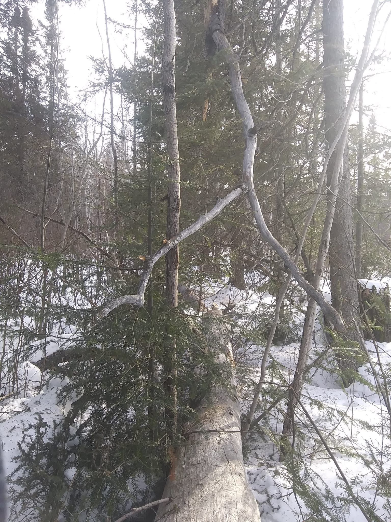 Snowy forest scene with fallen tree. Birch and evergreen trees against a bright sky.
