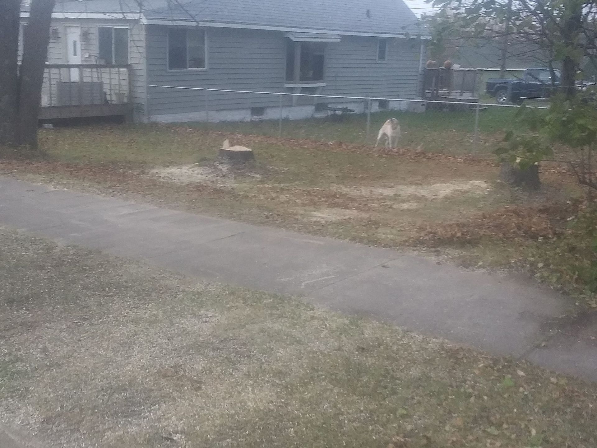 A dog runs on the grass in front of a house on a cloudy day. A path is in the foreground.