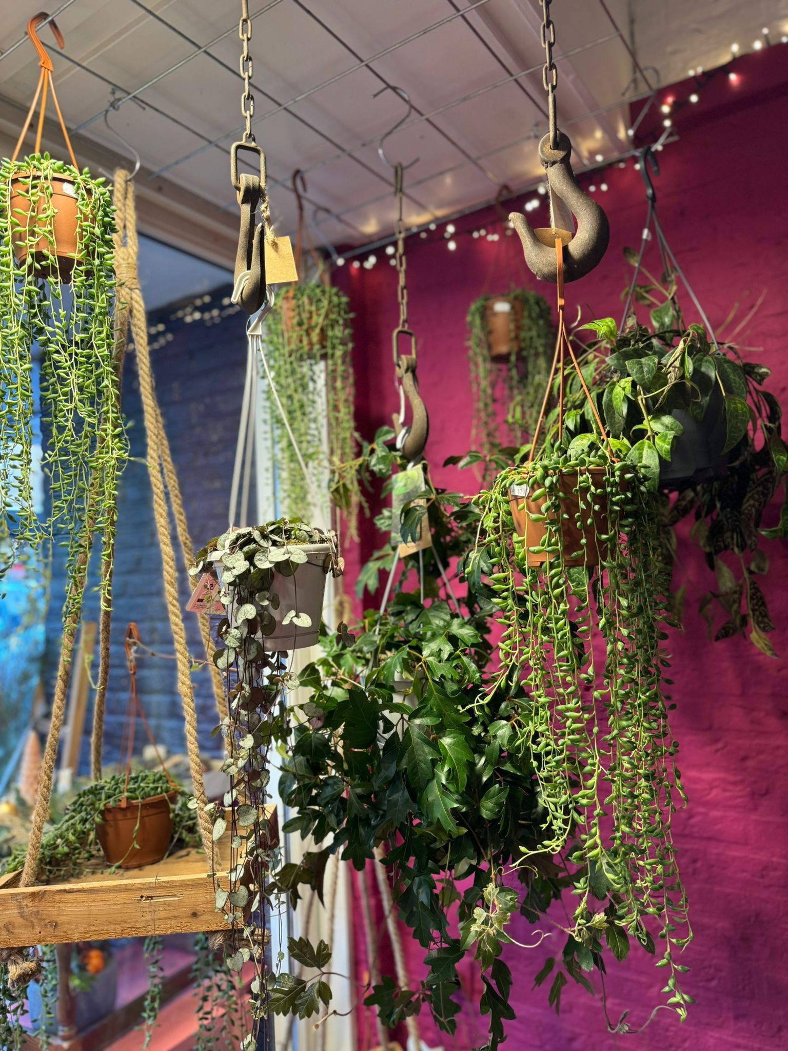 Hangende kamerplanten, opgehangen aan rustieke metalen haken tegen een fel magentakleurige muur.