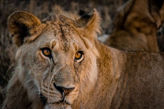 LEONE