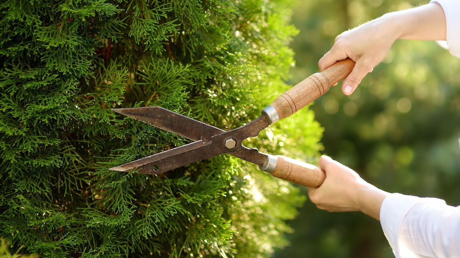A person is cutting a bush with a pair of scissors.