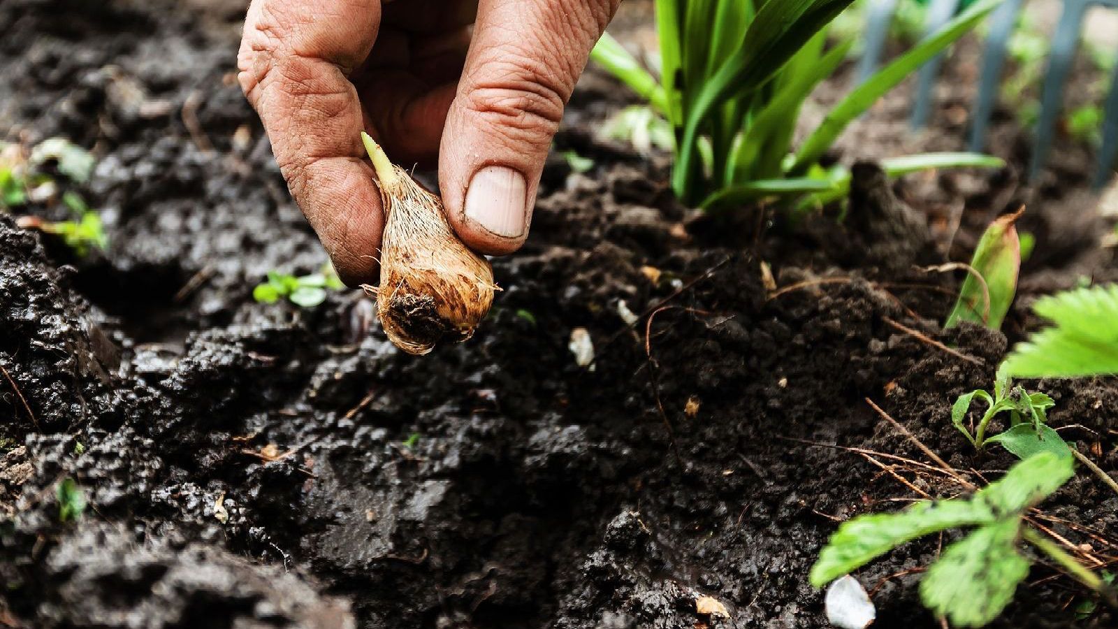 A person is planting a plant in the soil.