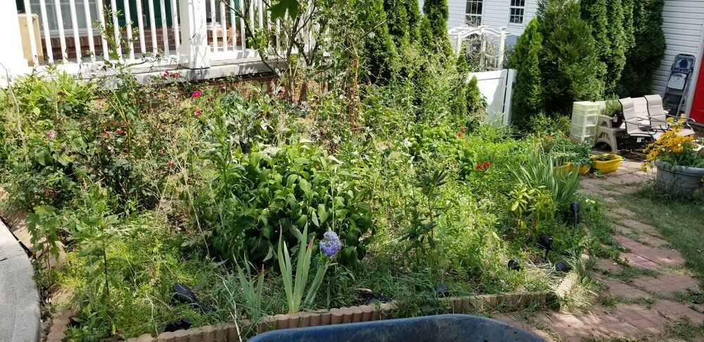 There is a wheelbarrow in the middle of the garden.
