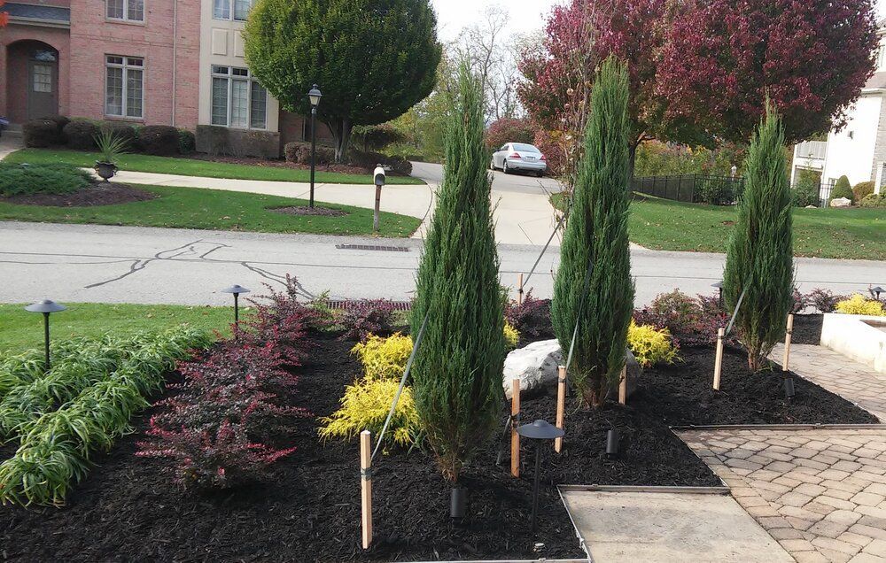 A row of trees in a garden in front of a house