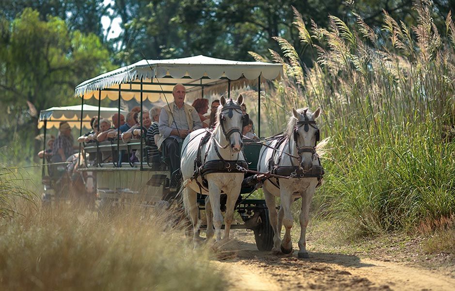 Agriturismo e B&B vicino al Parco di San Rossore per un giro in carrozza