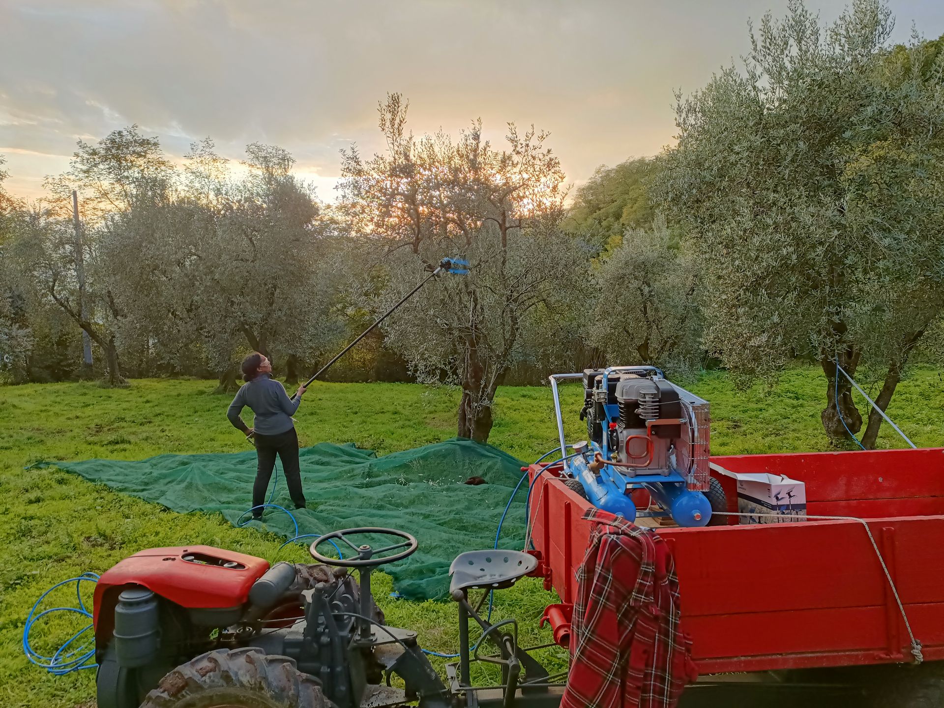 Produção de azeite extra virgem em uma fazenda em Pistoia