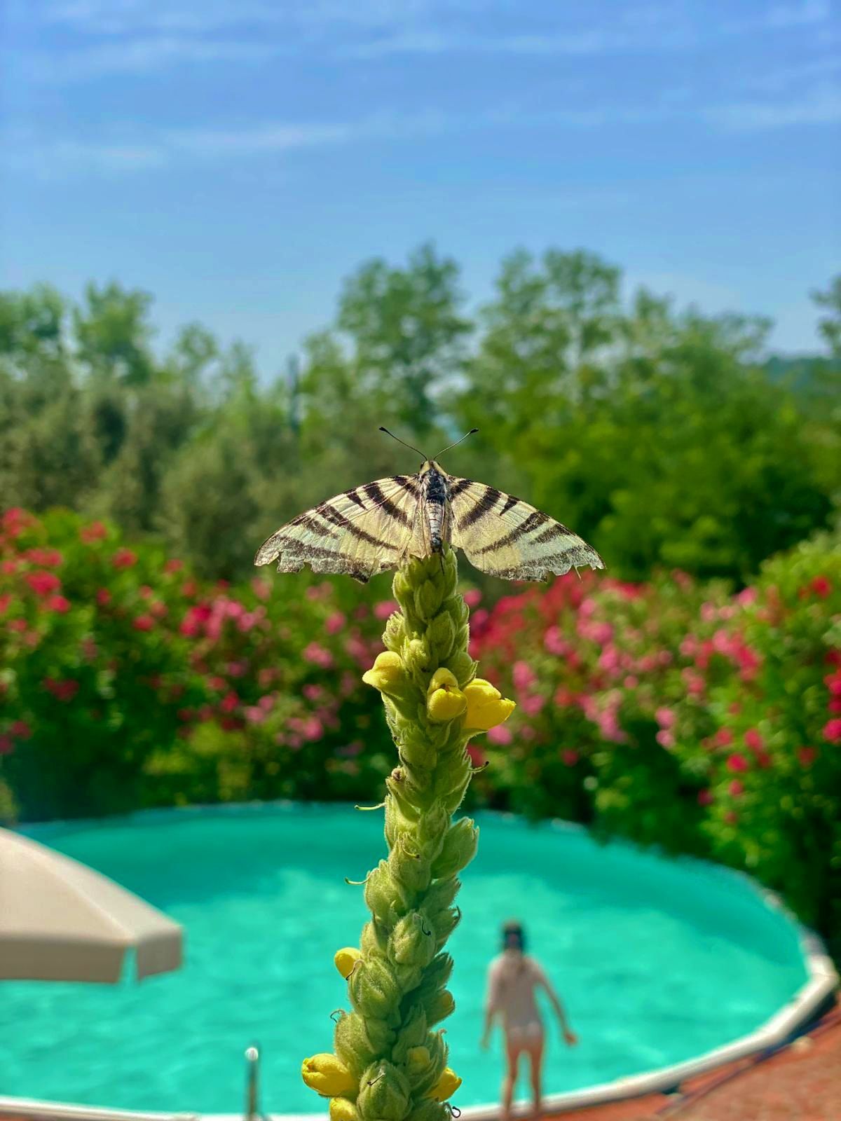 Casa de campo com piscina rodeada pela natureza em Pistoia
