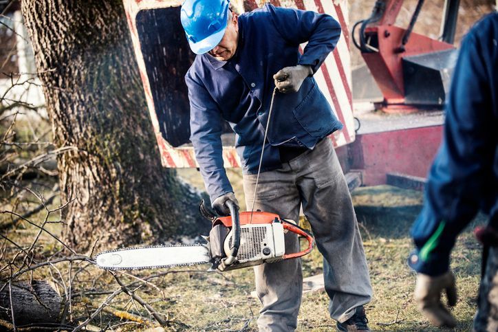 A bunch of bushranger lawn mowers are lined up in a store