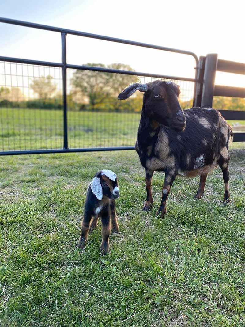 A goat and a baby goat are standing next to each other in a grassy field.