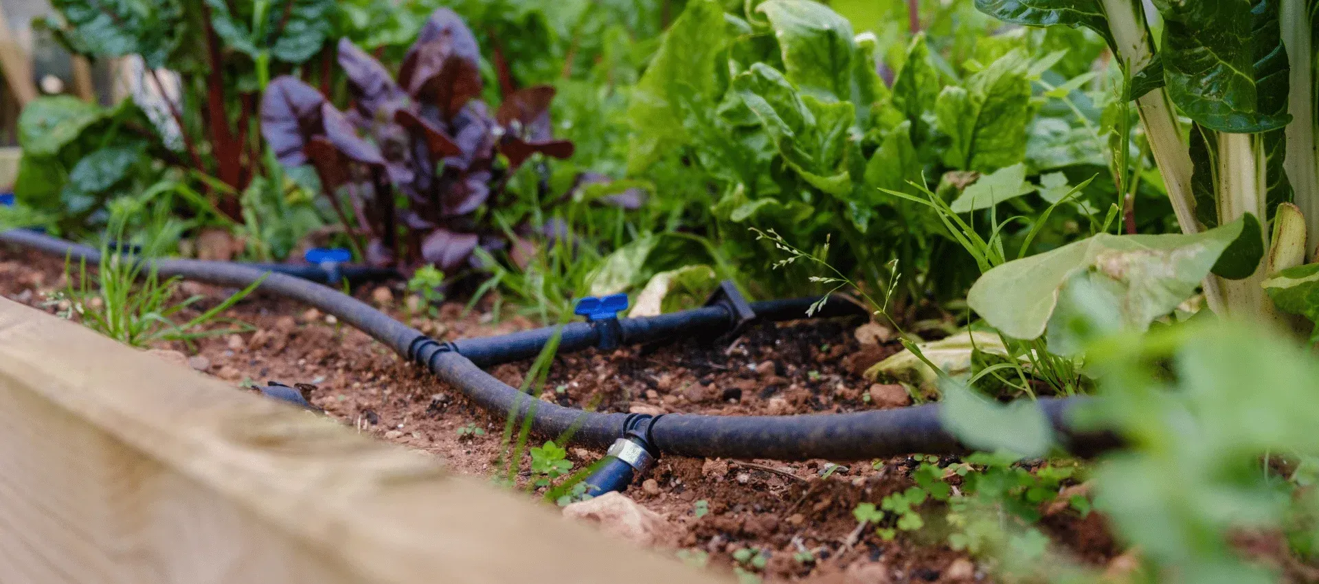 drip irrigation conversion solutions in cedar hill mo 