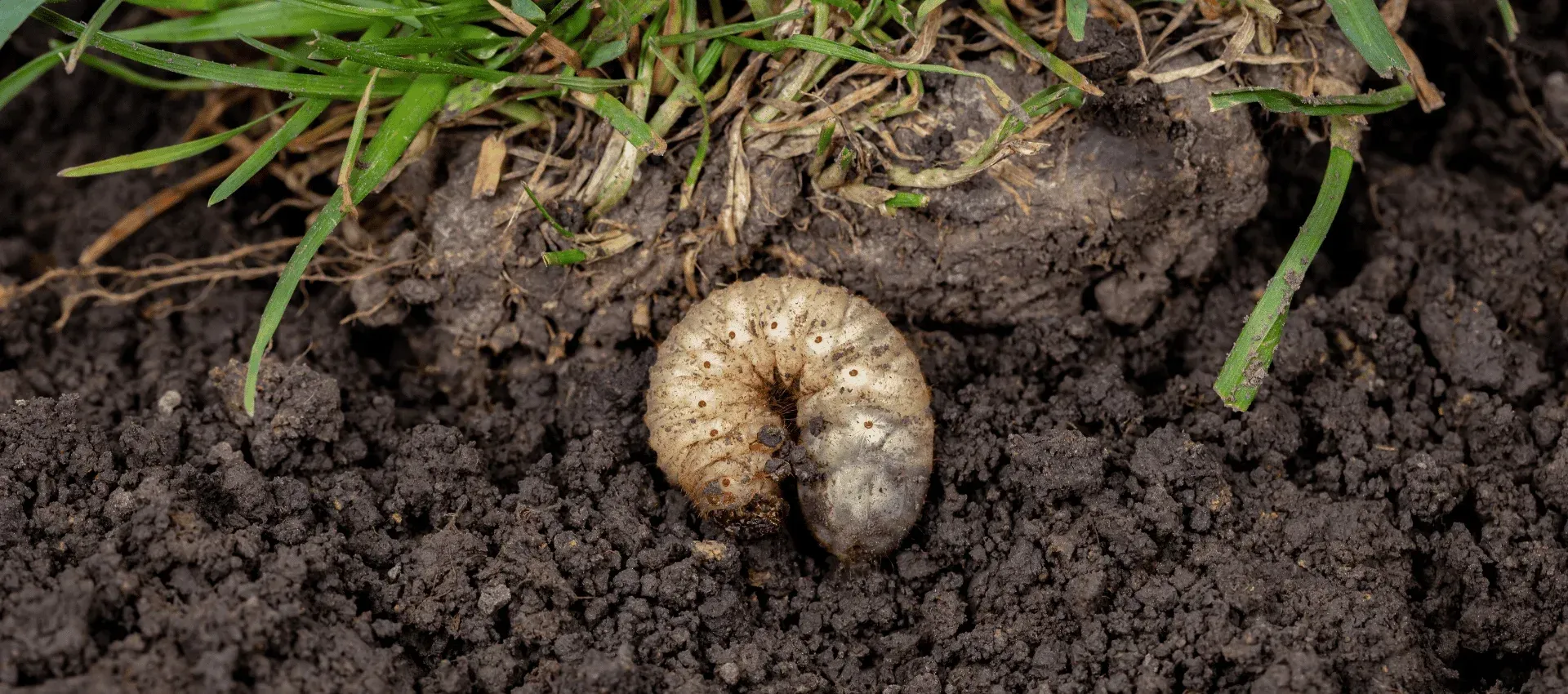 lawn grub control process cedar hill mo