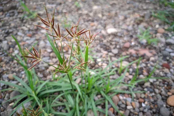 nutsedge weed control cedar hill mo
