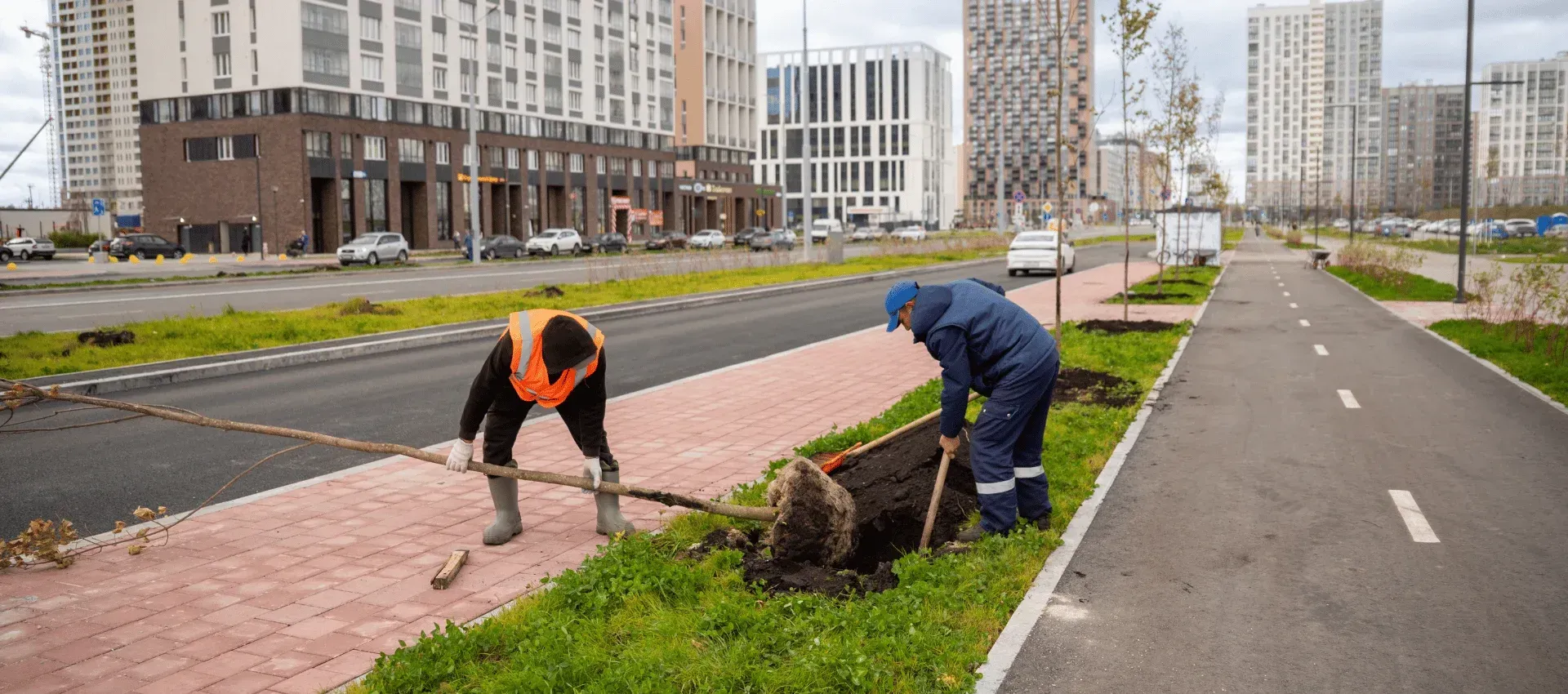 tree installers in cedar hill mo 