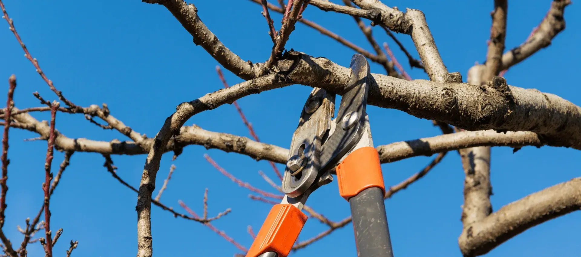 tree trimming process cedar hill mo