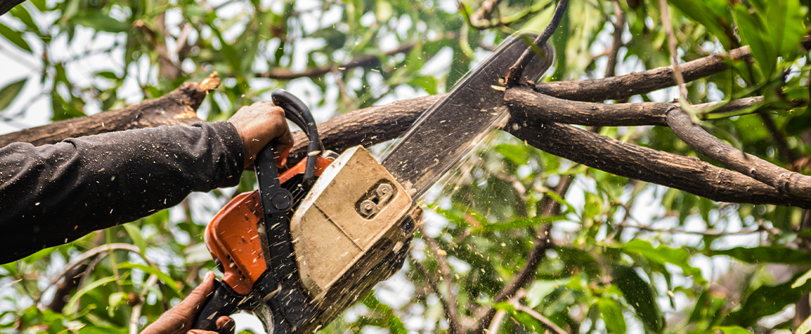 Tree Trimming & Removal in Eureka, MO: Signs Your Trees Need Attention | TurfOne Landscape Management