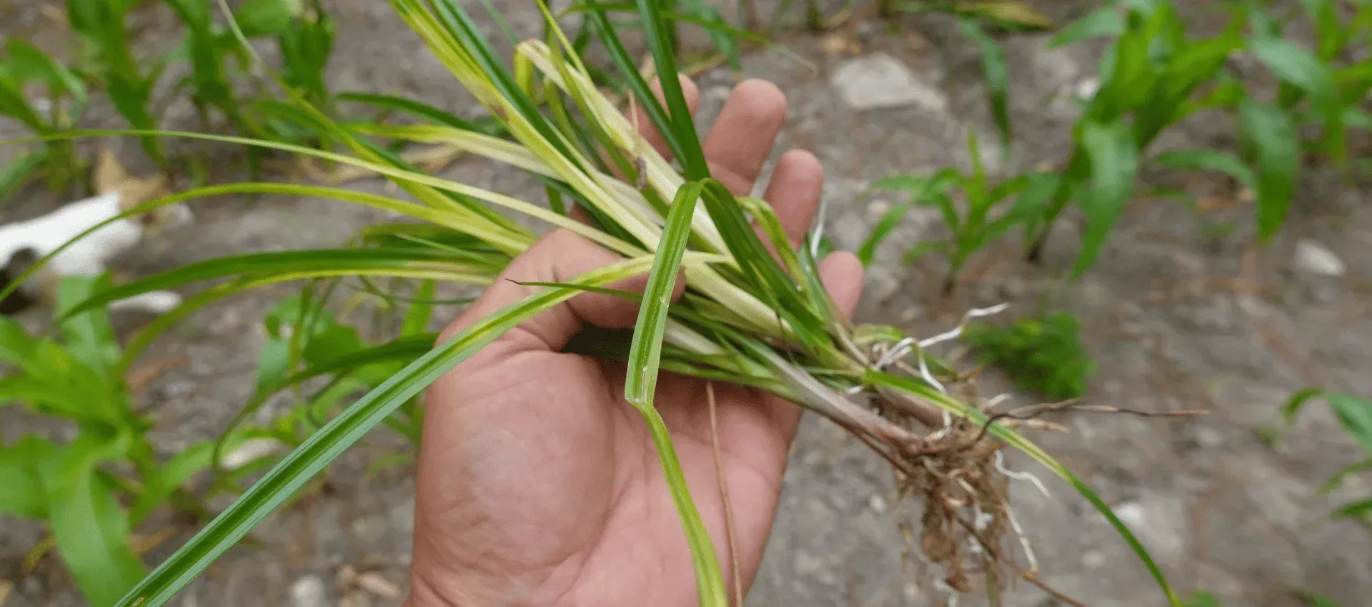 yellow nutsedge control process cedar hill mo