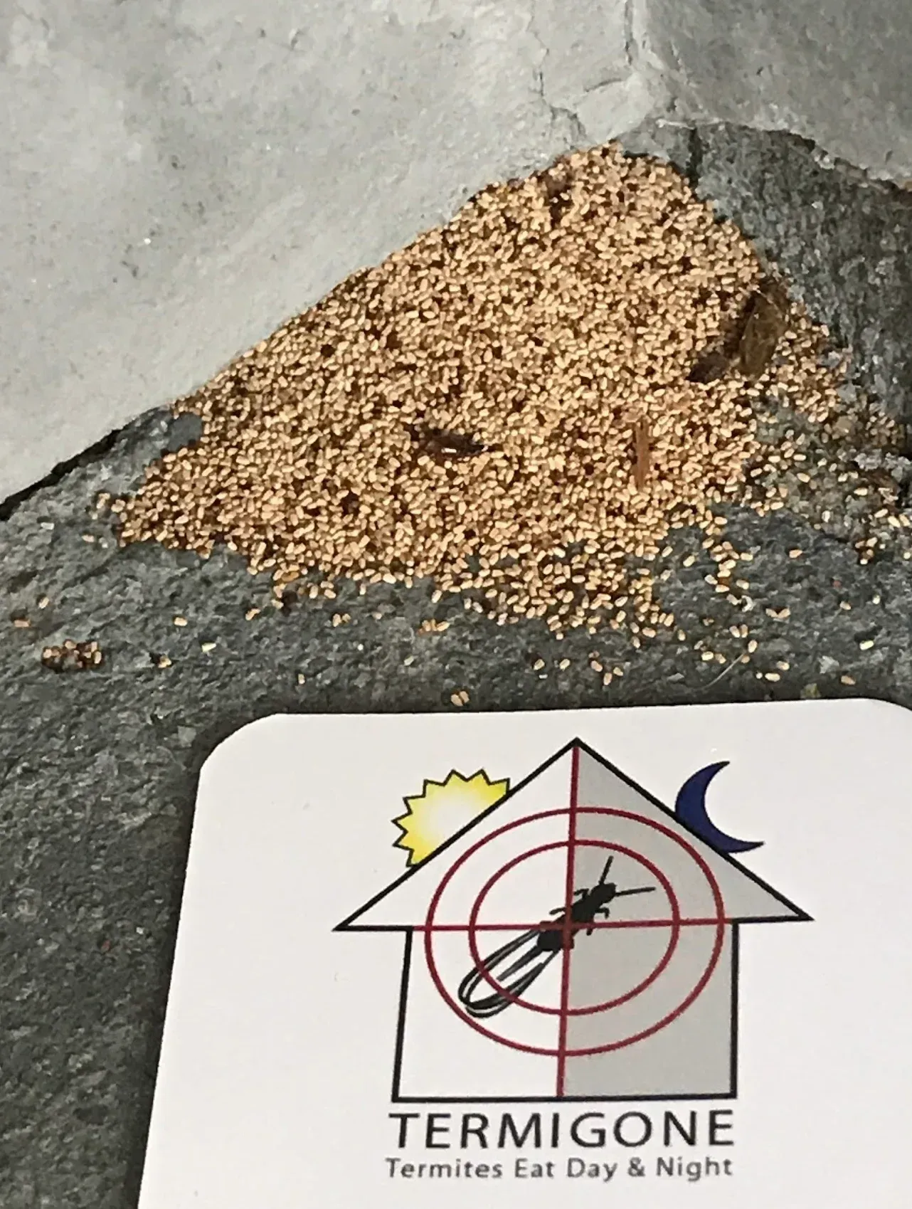 A card that says ' termigone termites eat day & night ' on it