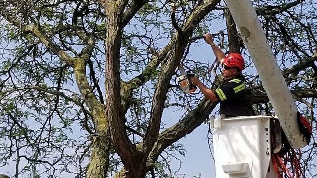 Tree Service | Chesterfield, MI | Great Lakes Landscaping