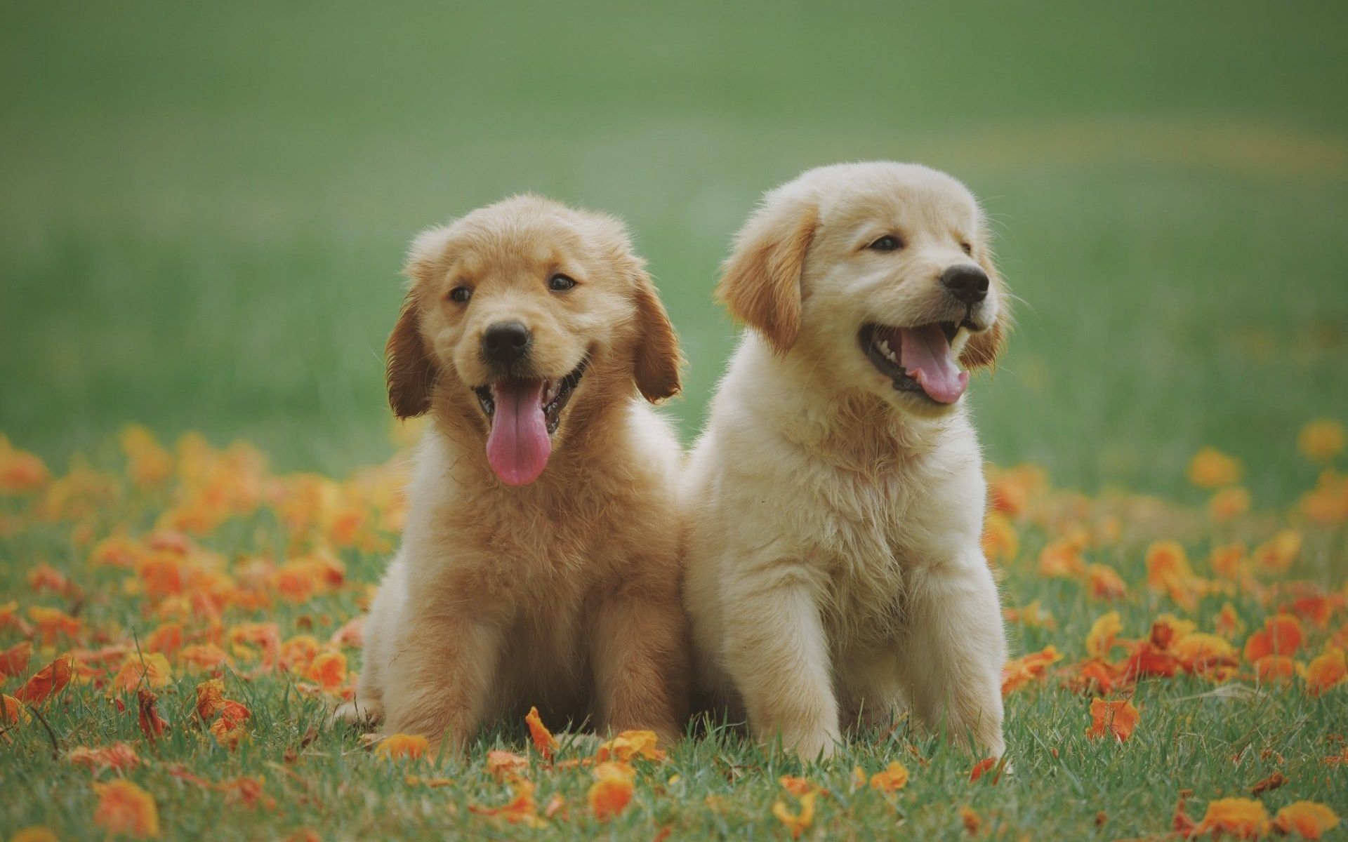 Dois cachorrinhos estão sentados um ao lado do outro em um campo de flores.