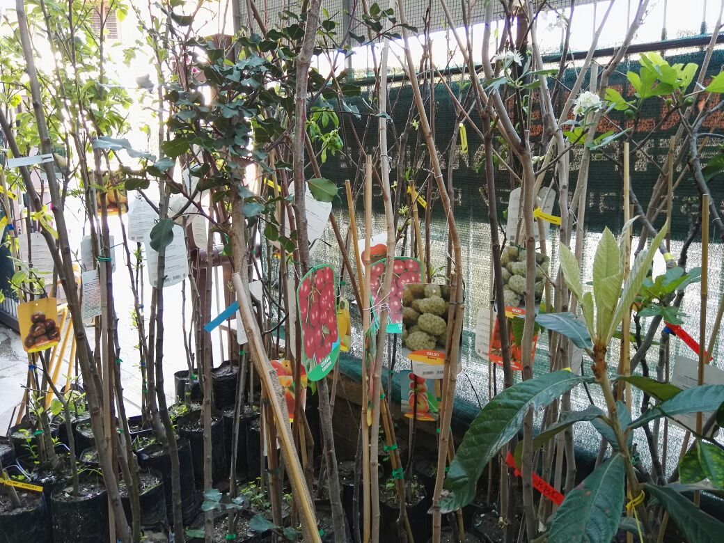 alberi da frutto in vendita