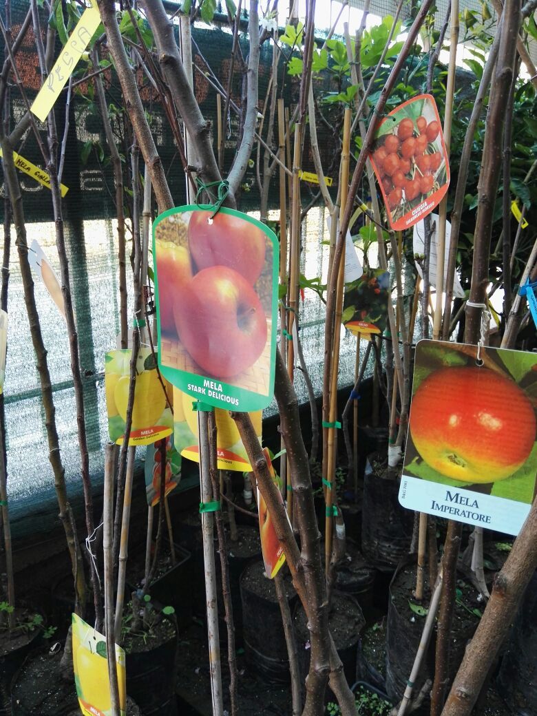 vendita di alberi da frutto