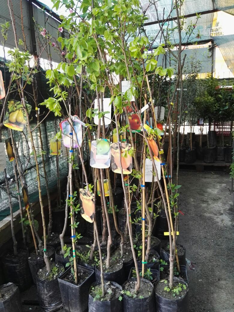 piante da frutto