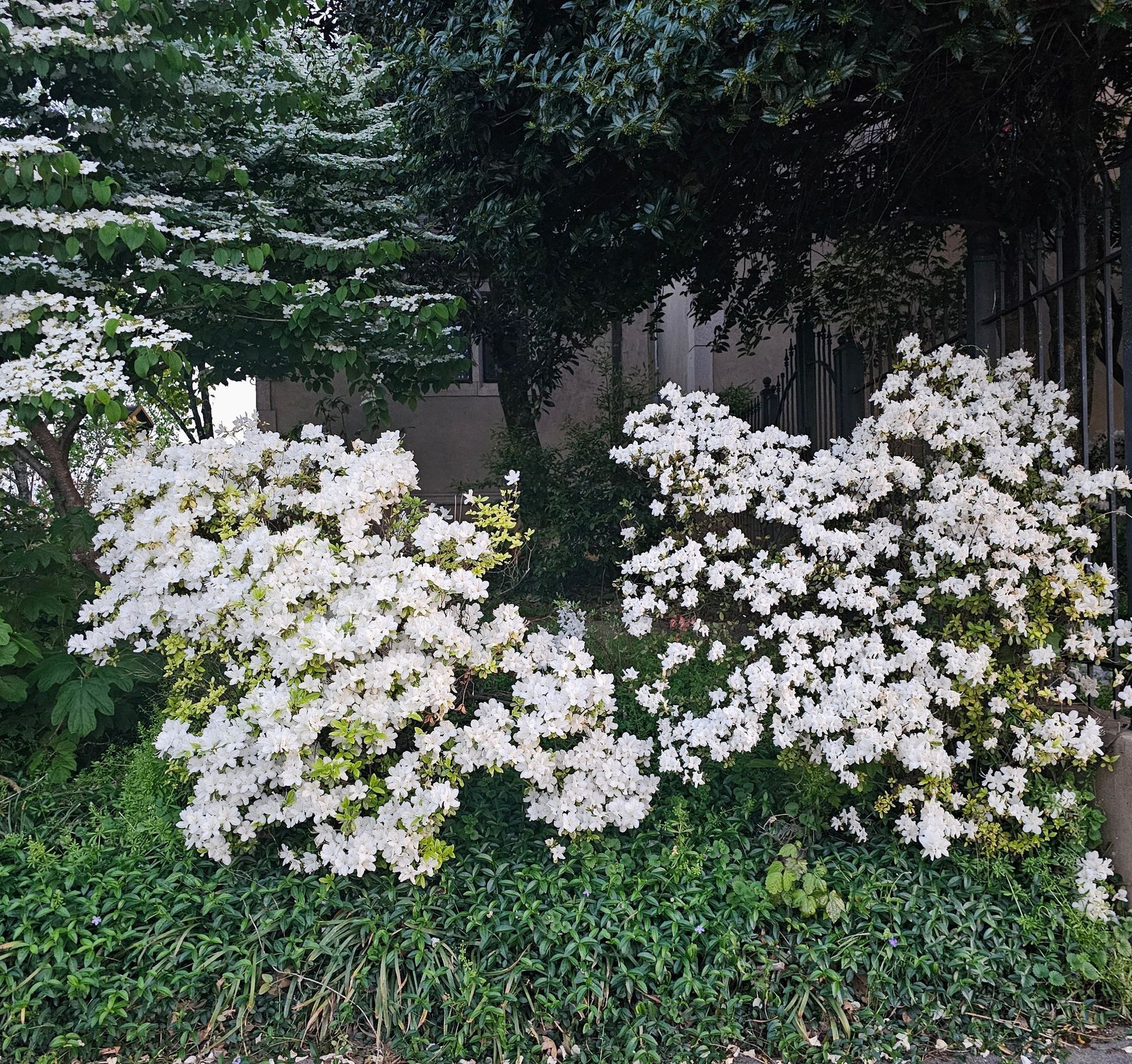 White azalea bushes in full bloom with green foliage in an outdoor setting.