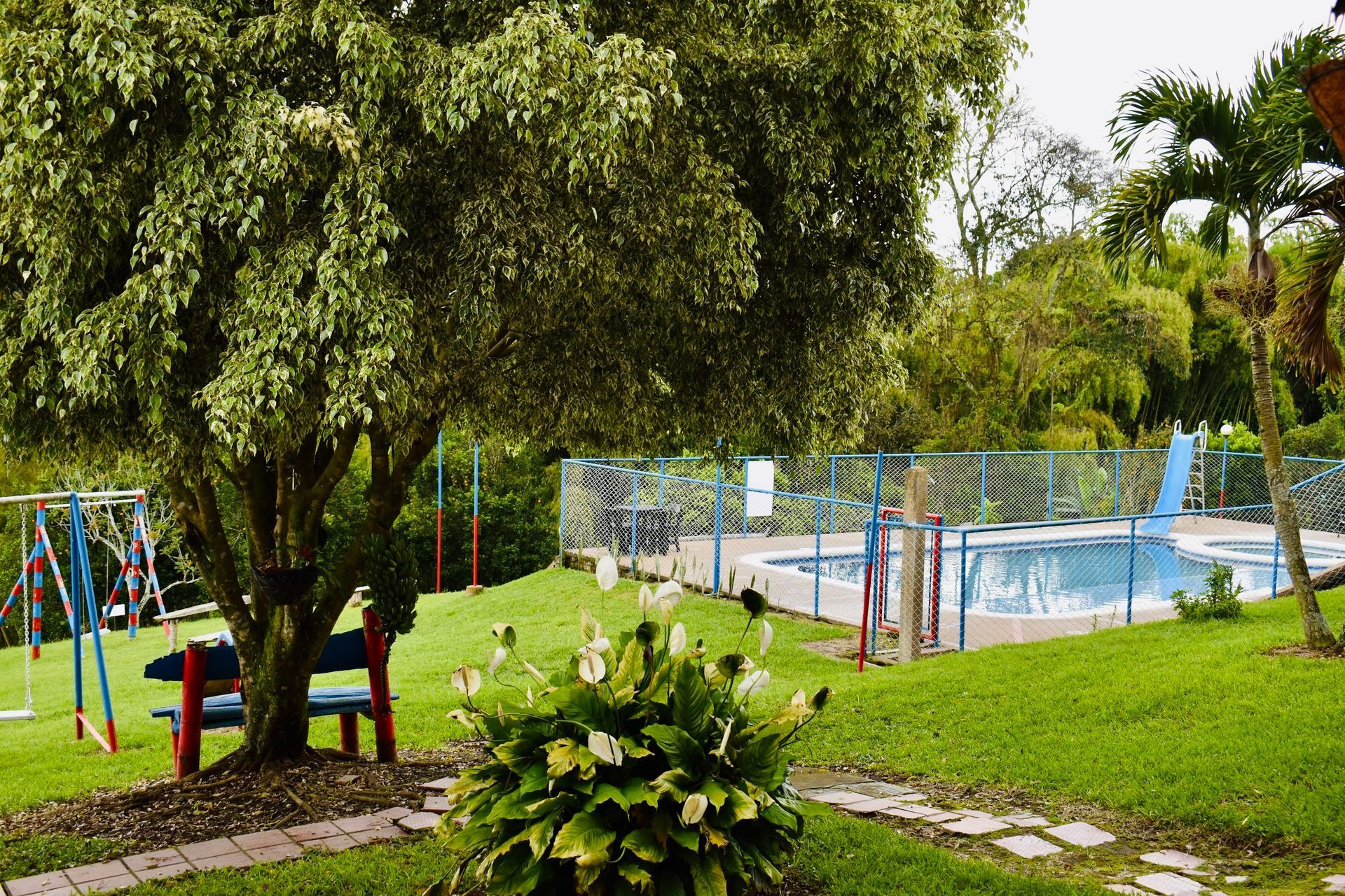 Jardín exuberante con una piscina azul, bancos rojos y un gran árbol en primer plano.