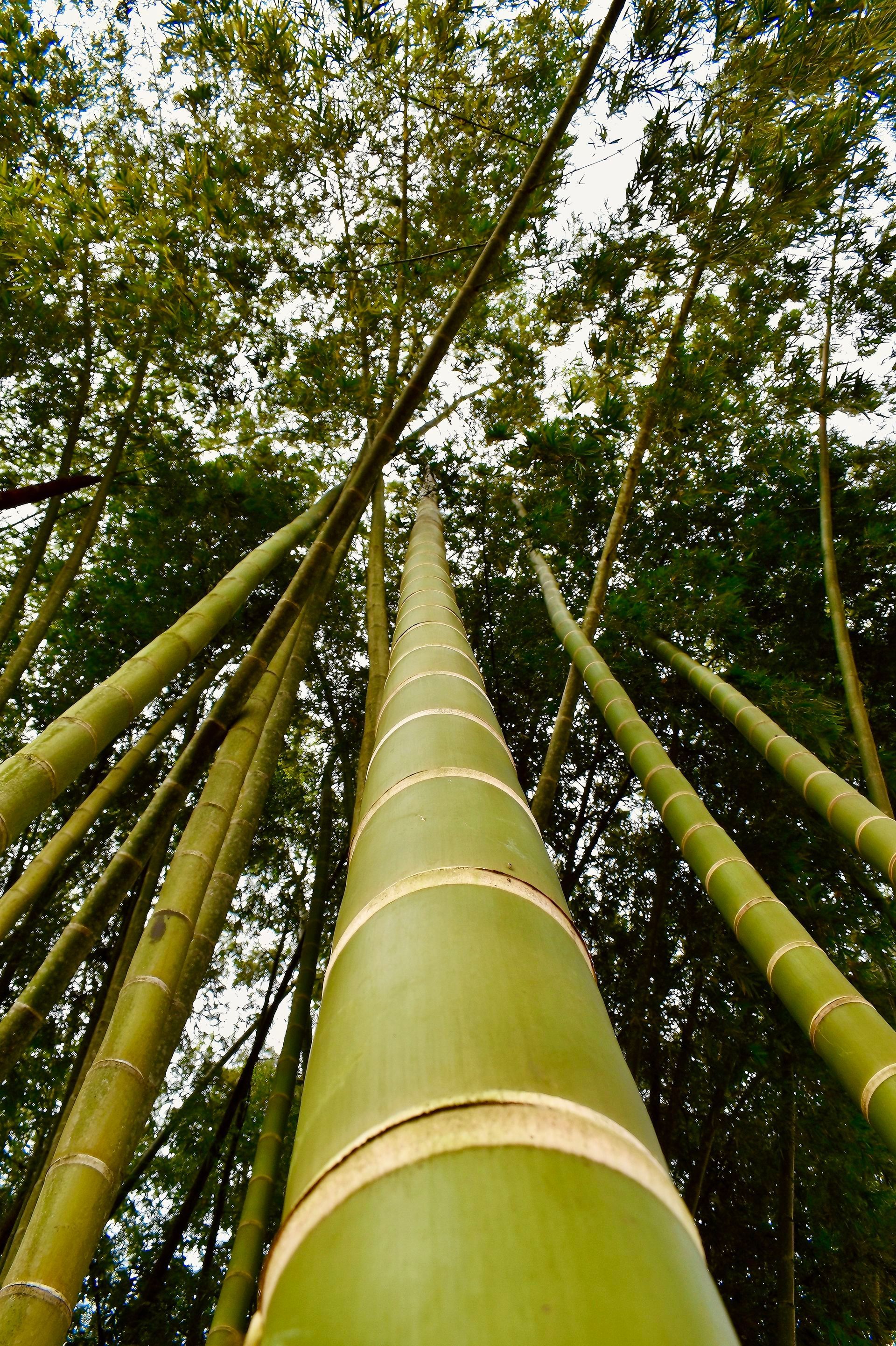 Tallos altos y verdes de bambú que se elevan formando un dosel forestal frondoso, vistos desde abajo.
