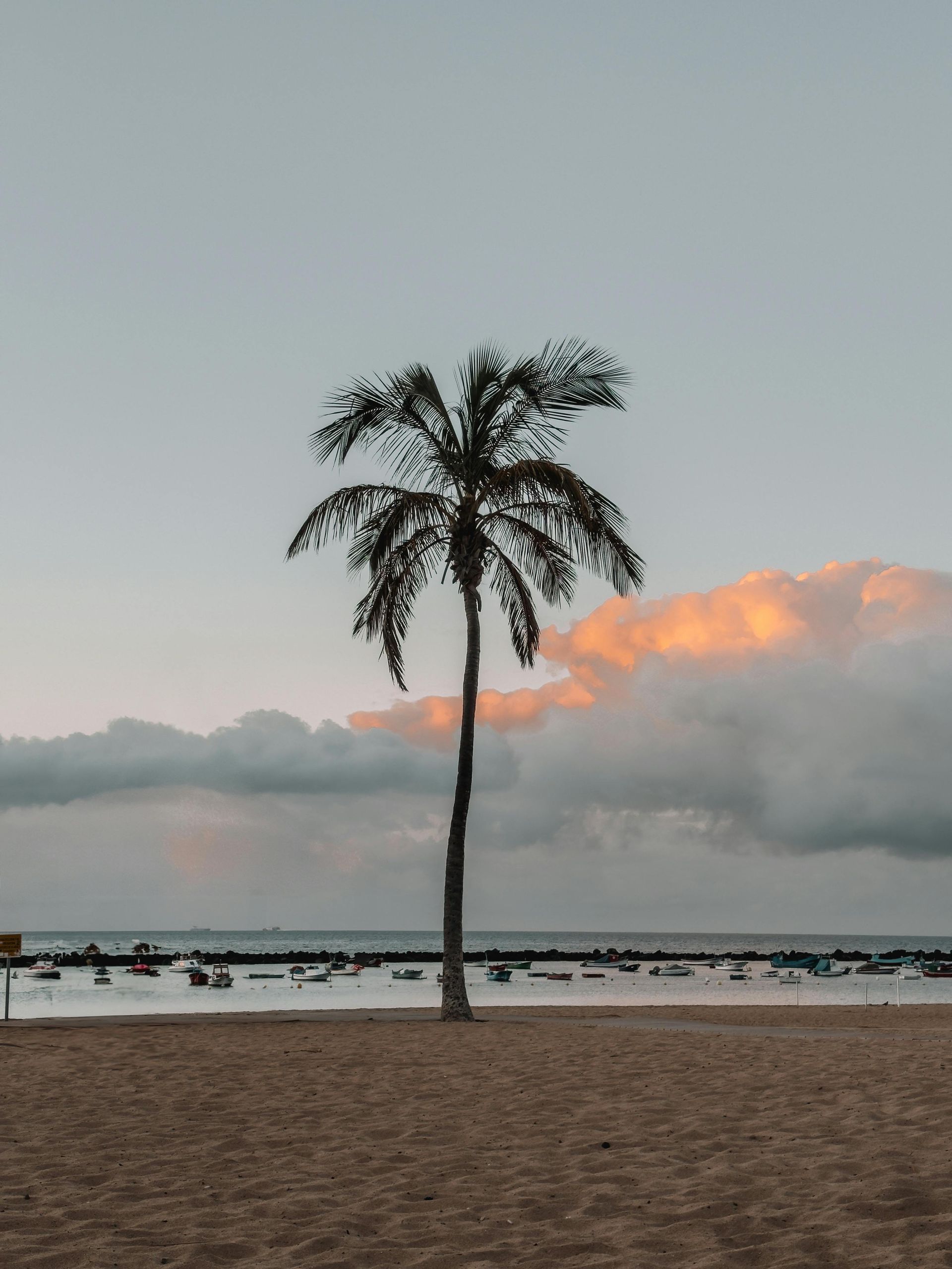 Playa en San Andrés al atardecer con palmera y mar tranquilo, paisaje caribeño.