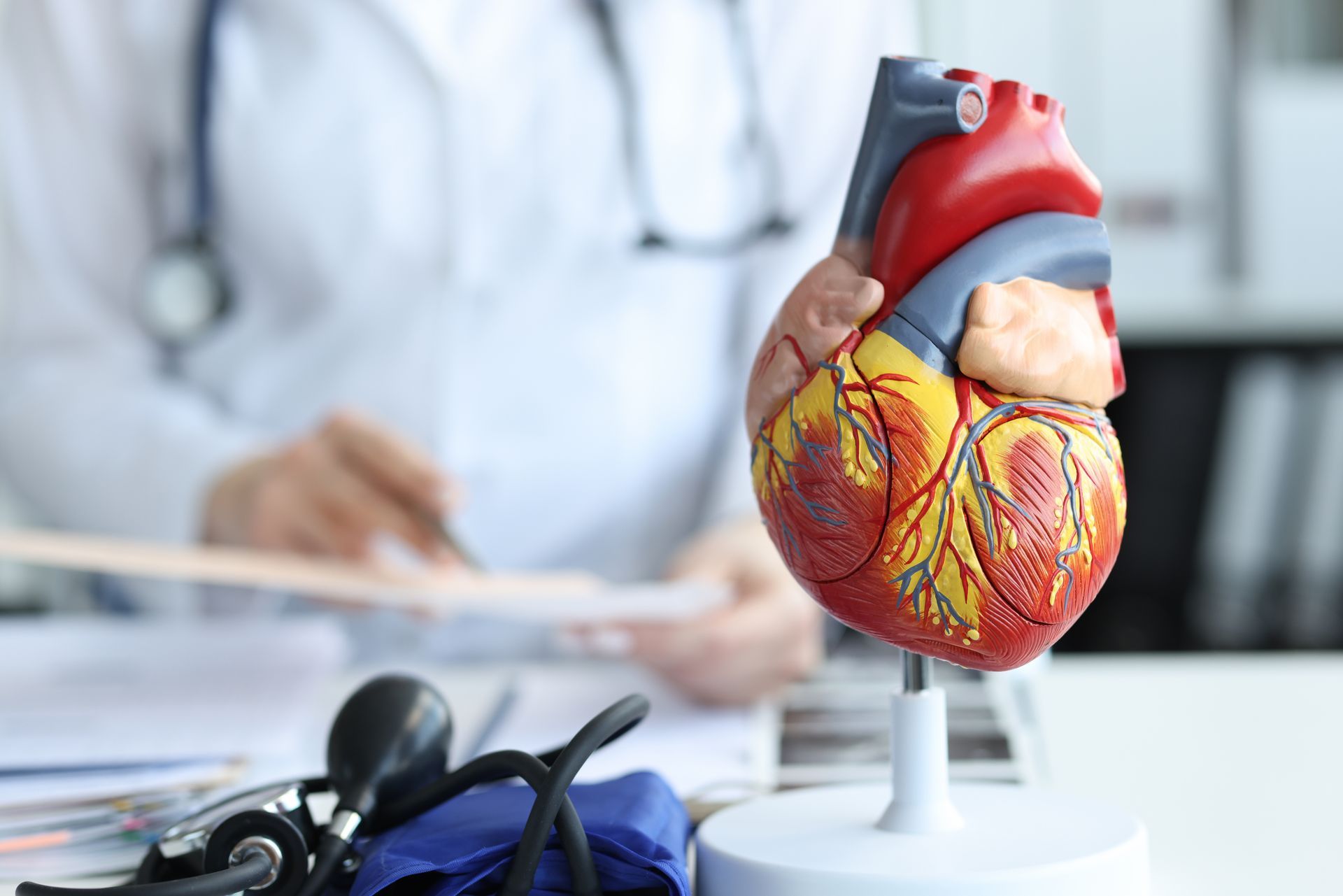 Model of a human heart on a stand in front of a doctor, stethoscope, and blood pressure cuff.