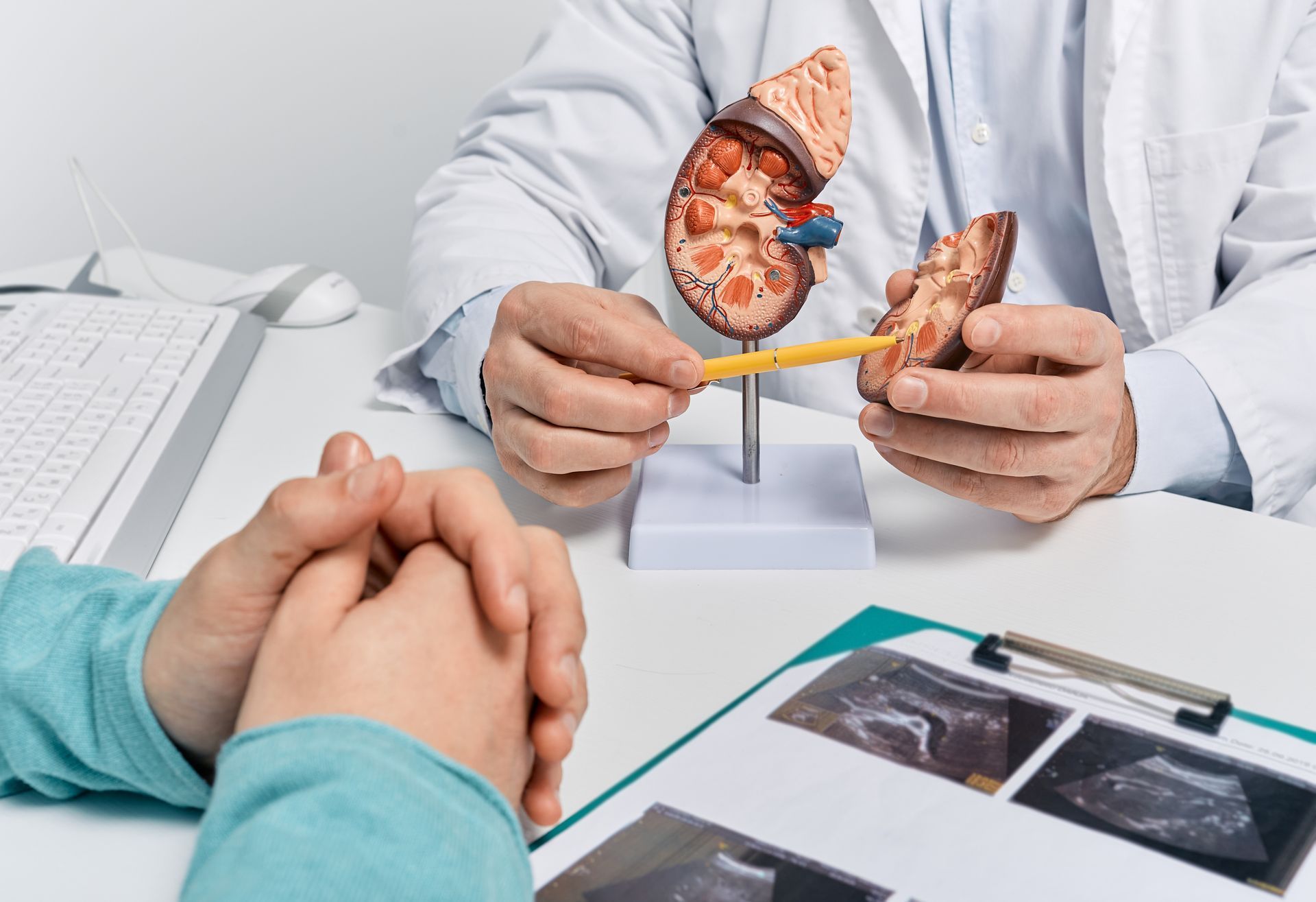 Doctor points to a kidney model, explaining a patient's ultrasound images.