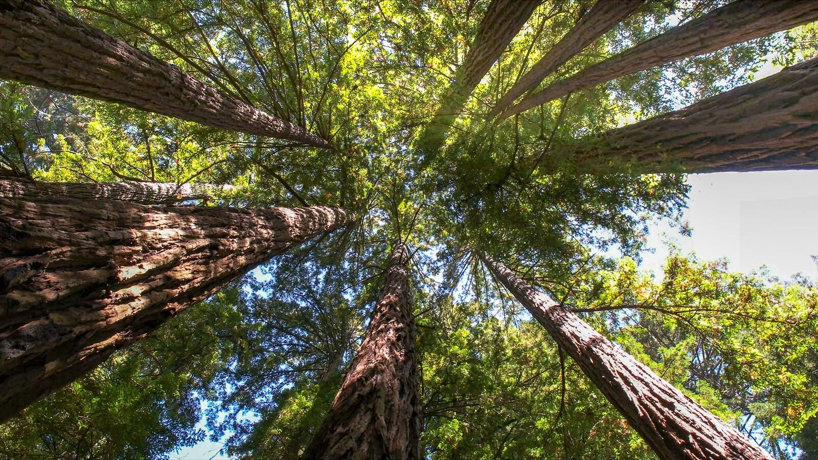 Tree Service Company In Fredericksburg, VA
