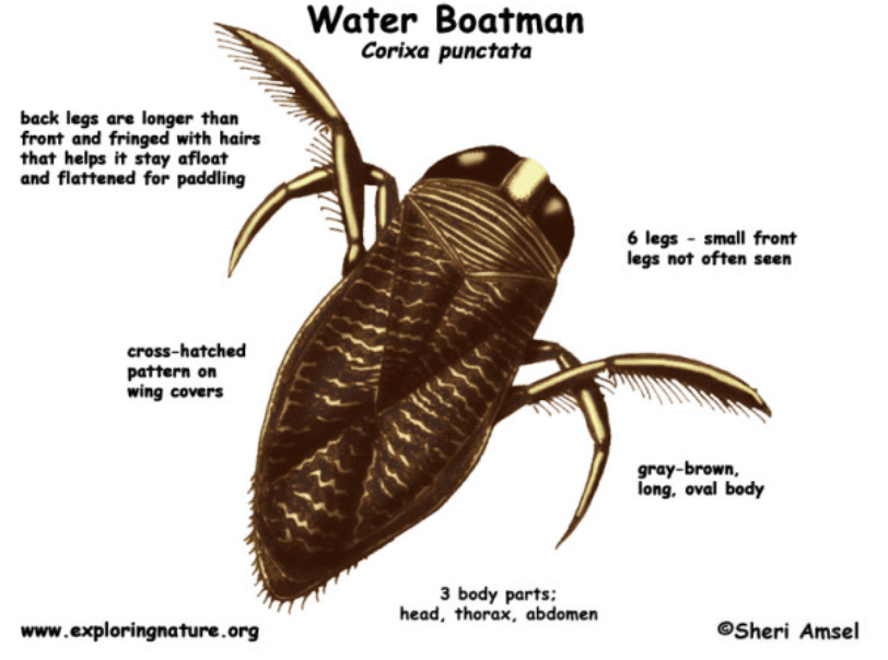 Water Beetle — Pool Maintenance Experts in Alstoneville, NSW