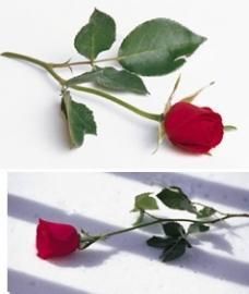 Red rose with green leaves on a white background, shown in two angled views.