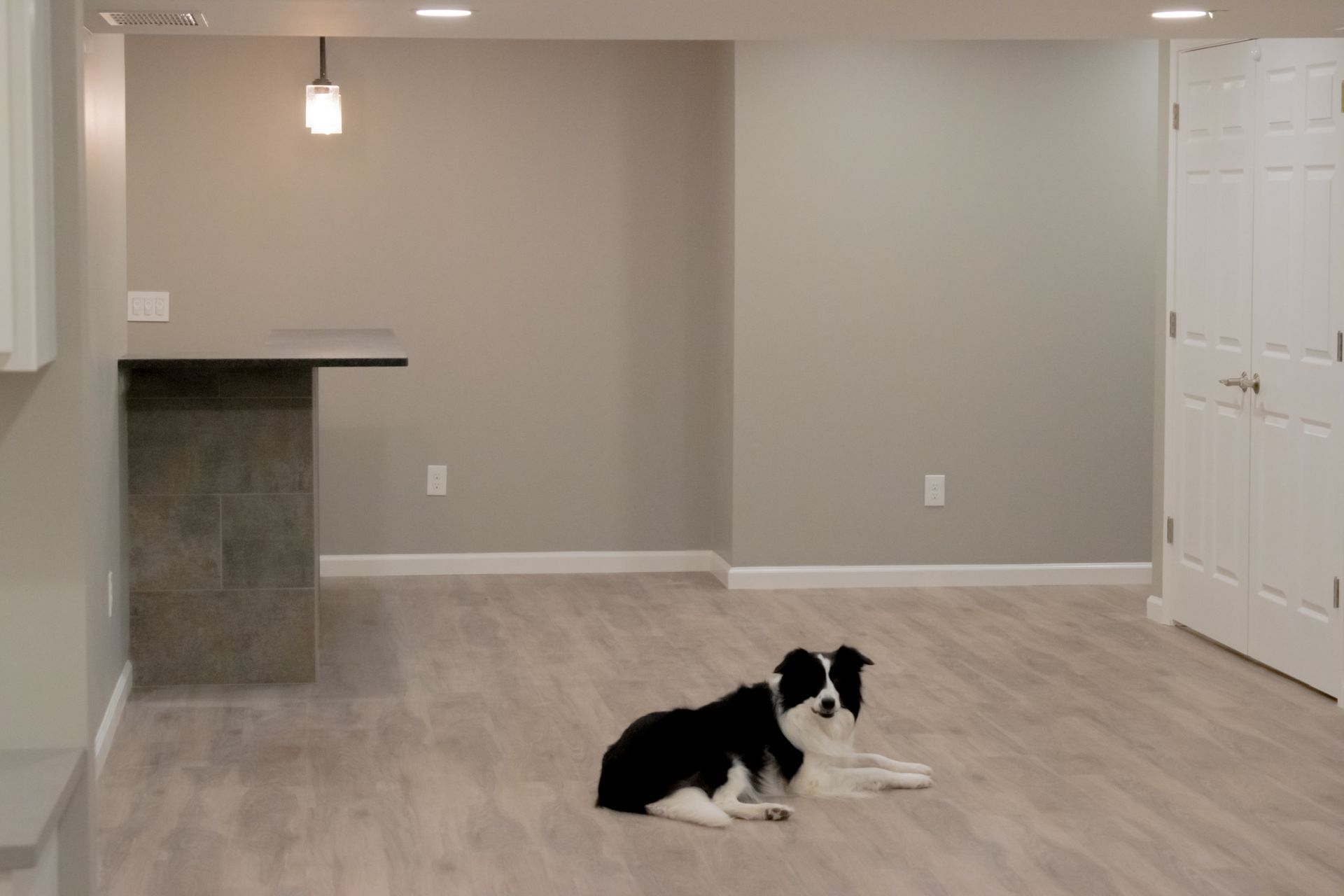 A black and white dog is laying on the floor in an empty room.