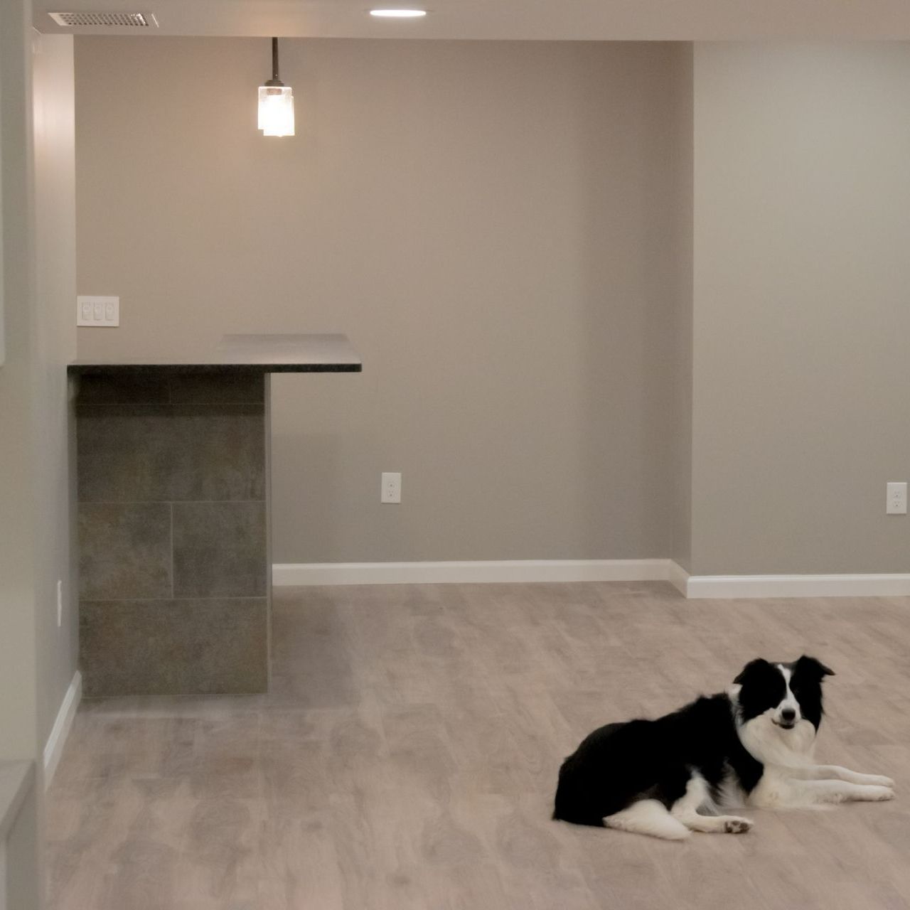 A black and white dog is laying on the floor in an empty room