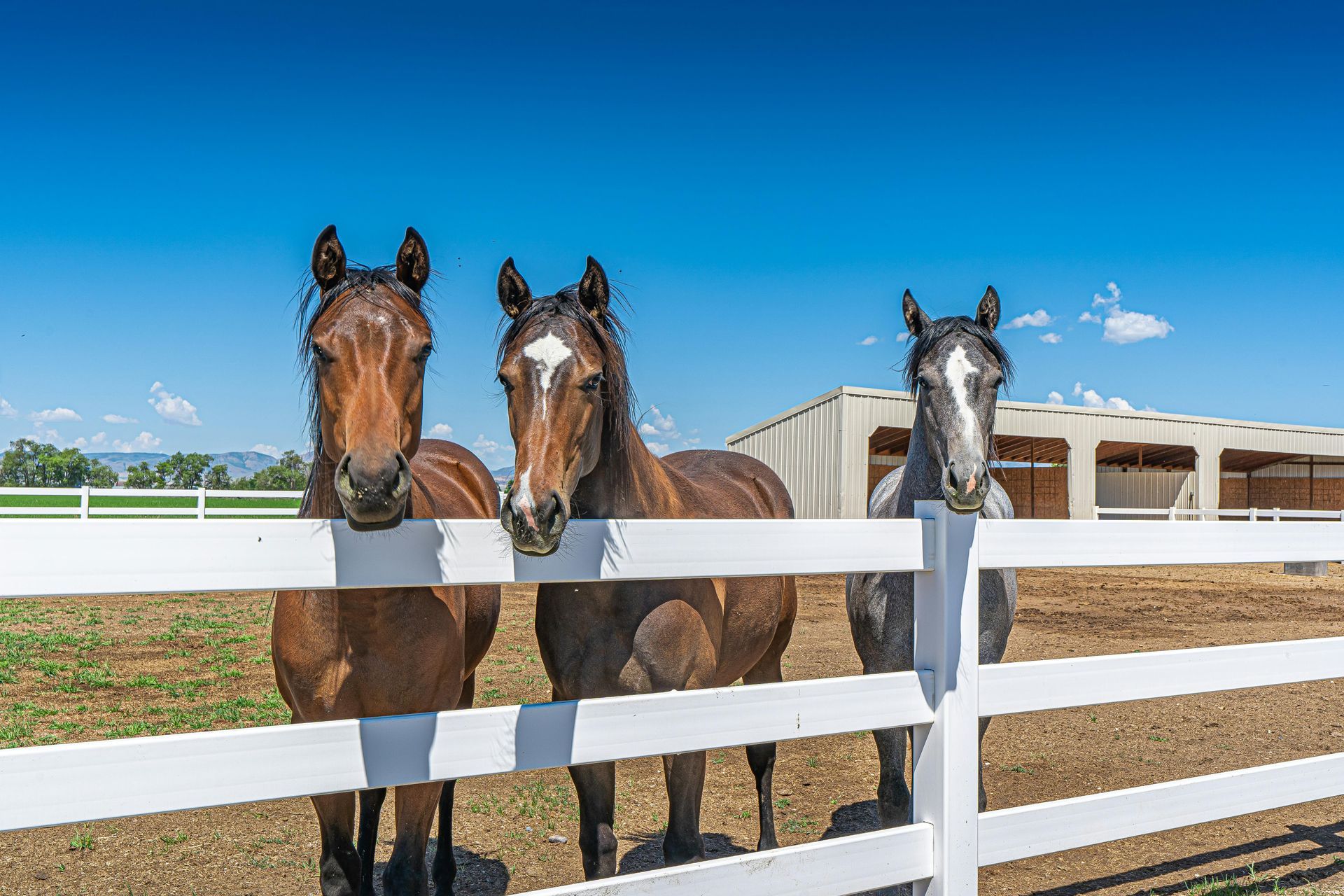 Three horses peering over a white fence under a blue sky. Brown and grey coats.
