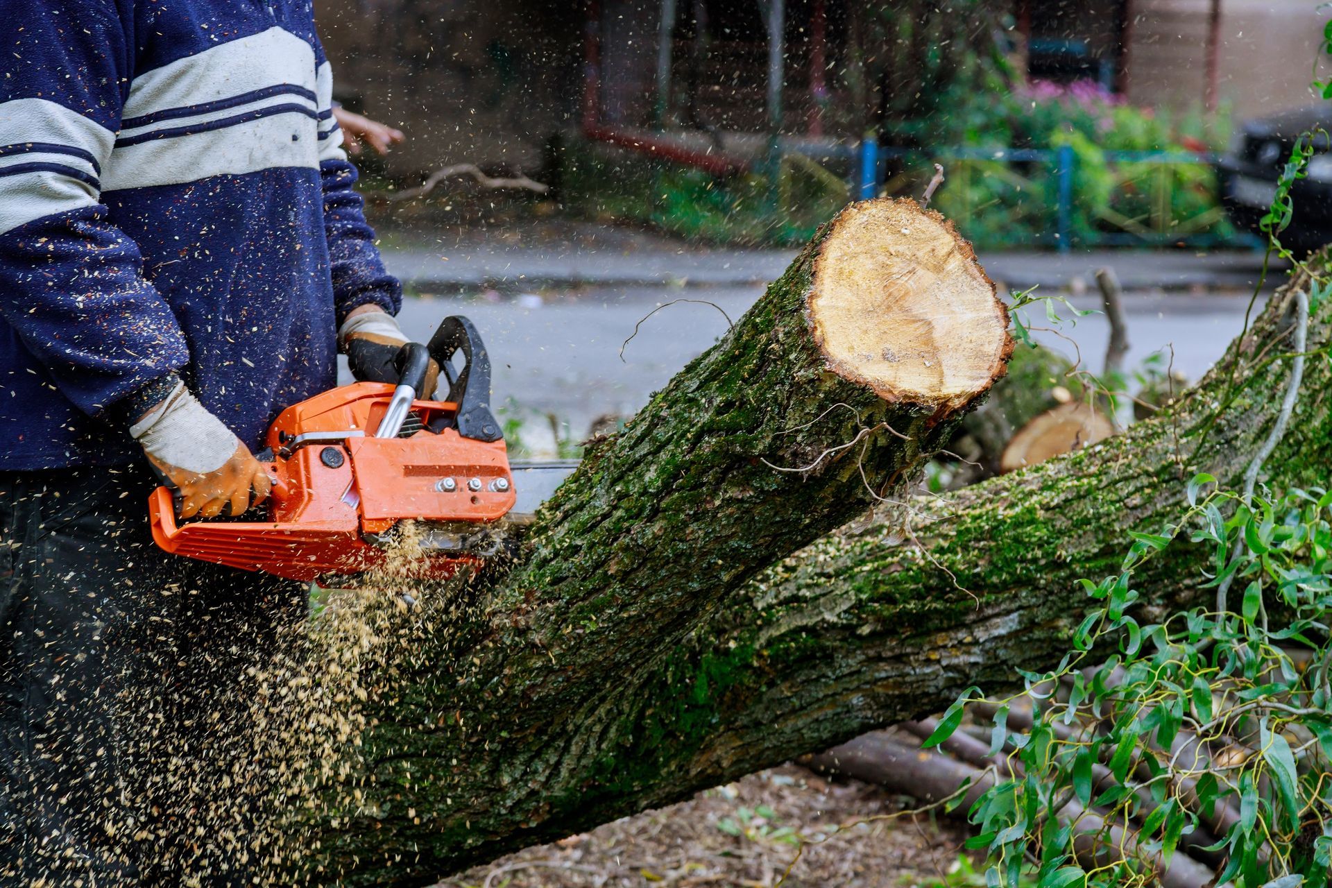 A man is cutting a tree with a chainsaw.