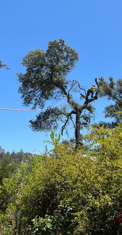 A man is cutting a tree with a chainsaw.