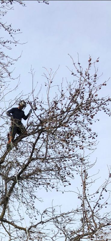 A man is climbing a tree with a chainsaw.