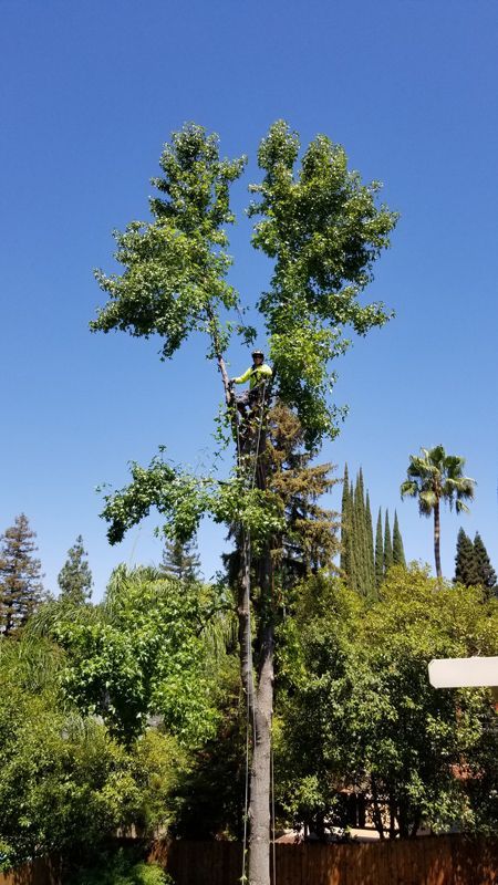A man is climbing a tree in a backyard.