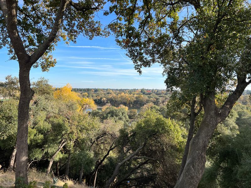 A view of a forest through the trees on a sunny day
